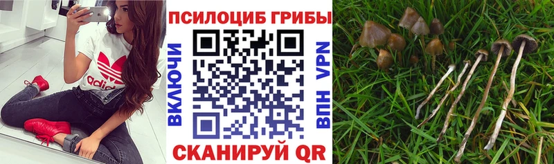 Галлюциногенные грибы Psilocybine cubensis Зеленодольск